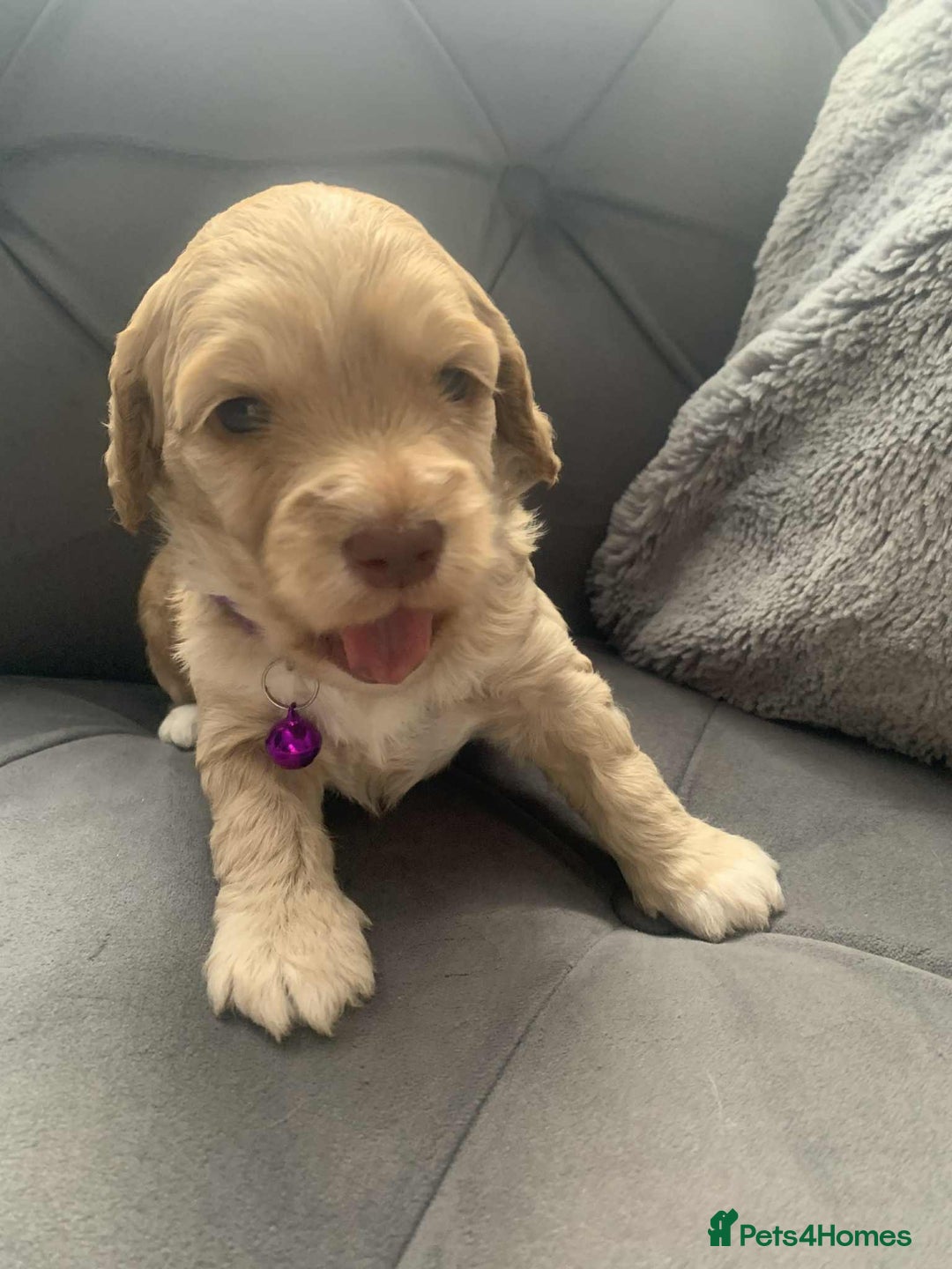 Cockapoo dogs for sale: Cockapoo Lovley Puppies  - Image 15