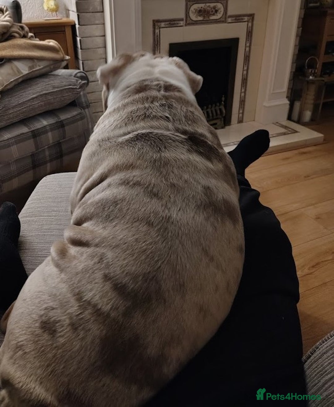 English Bulldog dogs for sale: English Bulldog – Male – 16 Months Old - Advert 5