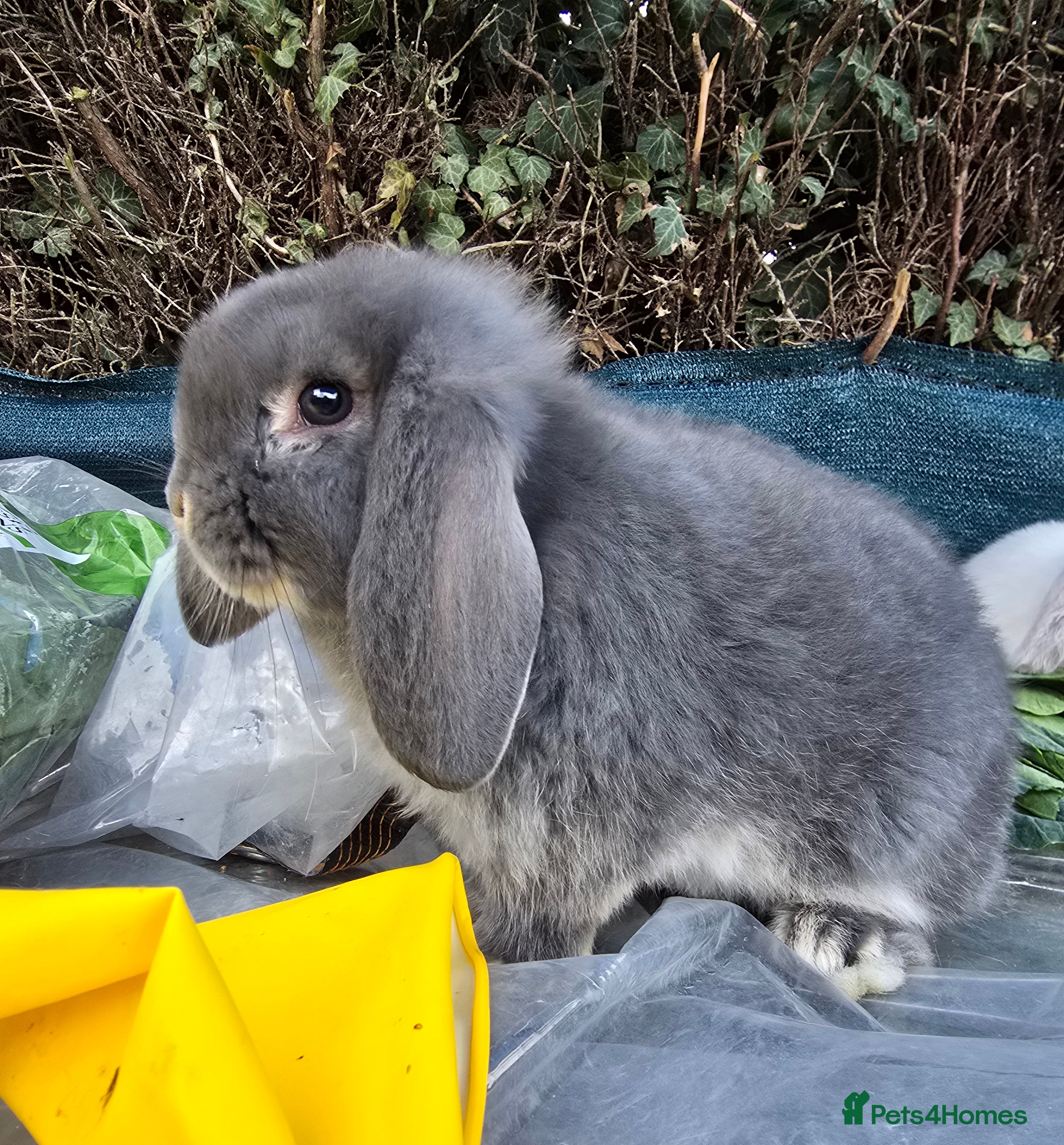 French Lop rabbits  French Lop babies - Advert 13