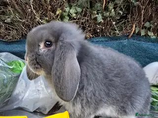 French Lop rabbits French Lop babies - Advert 13