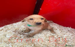 Labrador Retriever dogs for sale: Labrador Fox Red - Image 5