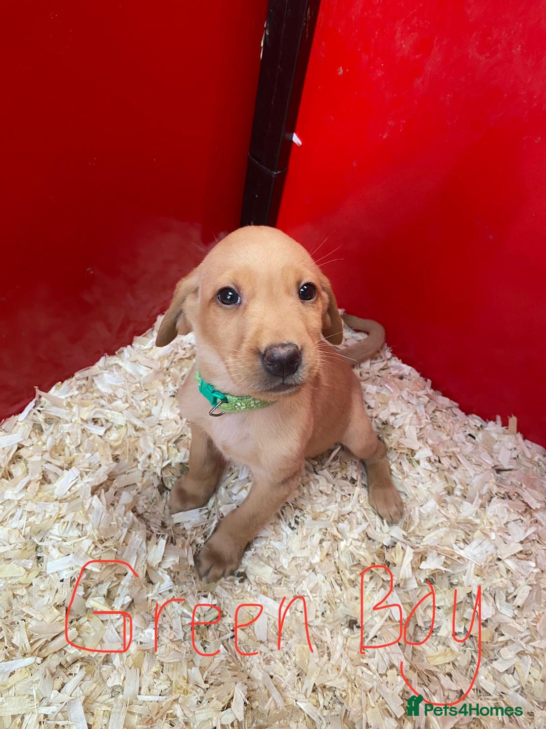 Labrador Retriever dogs for sale: Labrador Fox Red - Image 5