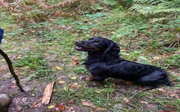 Cocker Spaniel dogs for sale: Working cocker spaniel puppies  - Image 11