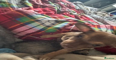 Mixed Breed dogs - Advert 3