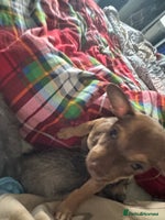 Mixed Breed dogs - Advert 11