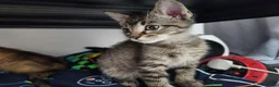 Bengal cats for sale: Mixed litter - Advert 3