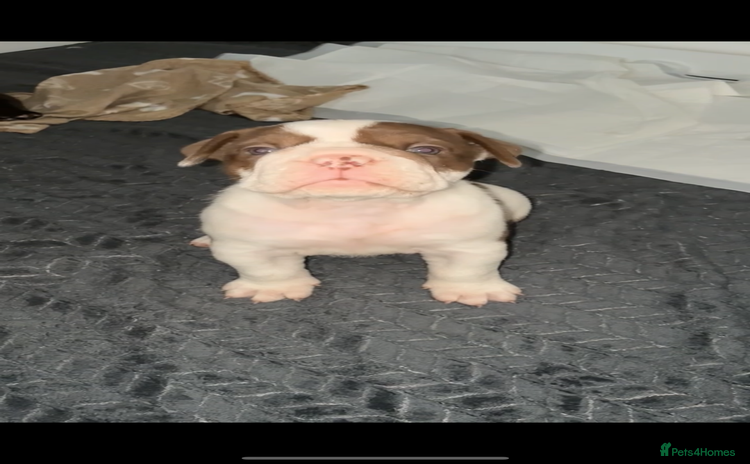 Olde English Bulldogge dogs - Advert 1