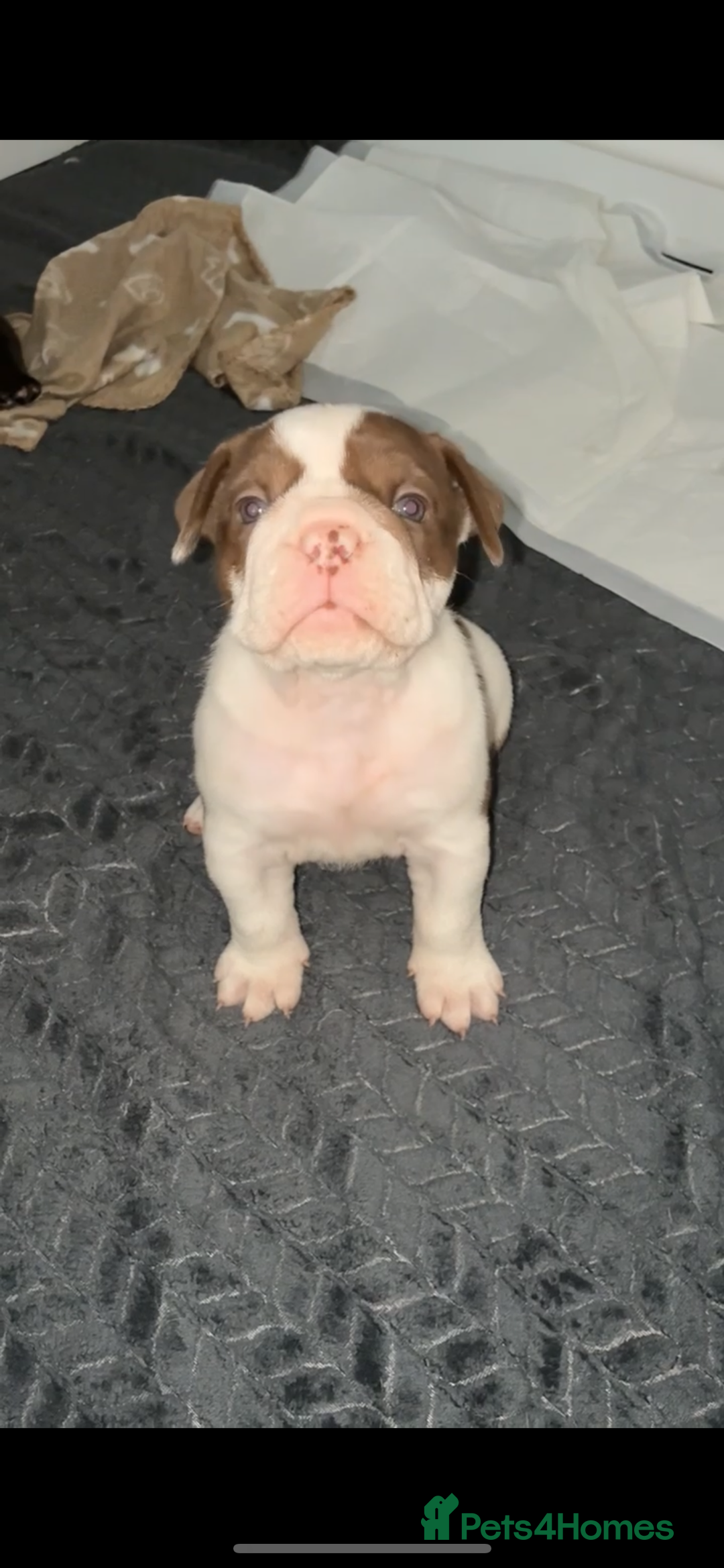 Olde English Bulldogge dogs for sale: Olde English bulldogge puppy ready to go - Image 1
