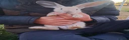 Continental Giant rabbits for sale: Continental giant rabbits  - Advert 7