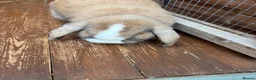 Mini Lop rabbits for sale: Beautiful bunny for sale  in Leigh-on-Sea - Advert 3