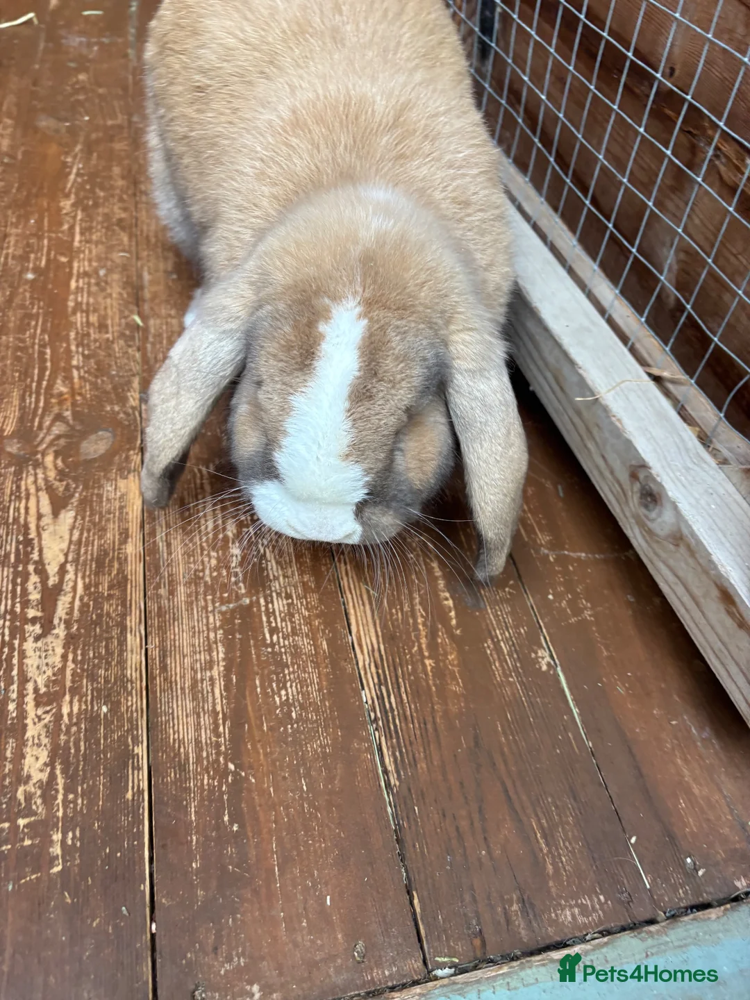 Mini Lop rabbits for sale: Beautiful bunny for sale  in Leigh-on-Sea - Advert 3