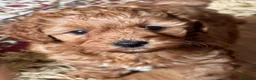 Cavapoo dogs for sale: Exceptional Pups Raised by a Professional Trainer. - Advert 30