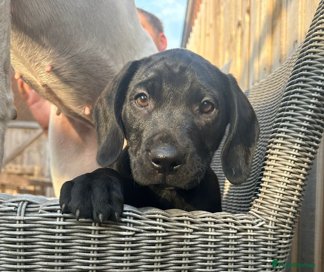 Mixed Breed dogs for sale: Stunning litter of puppies - Image 1