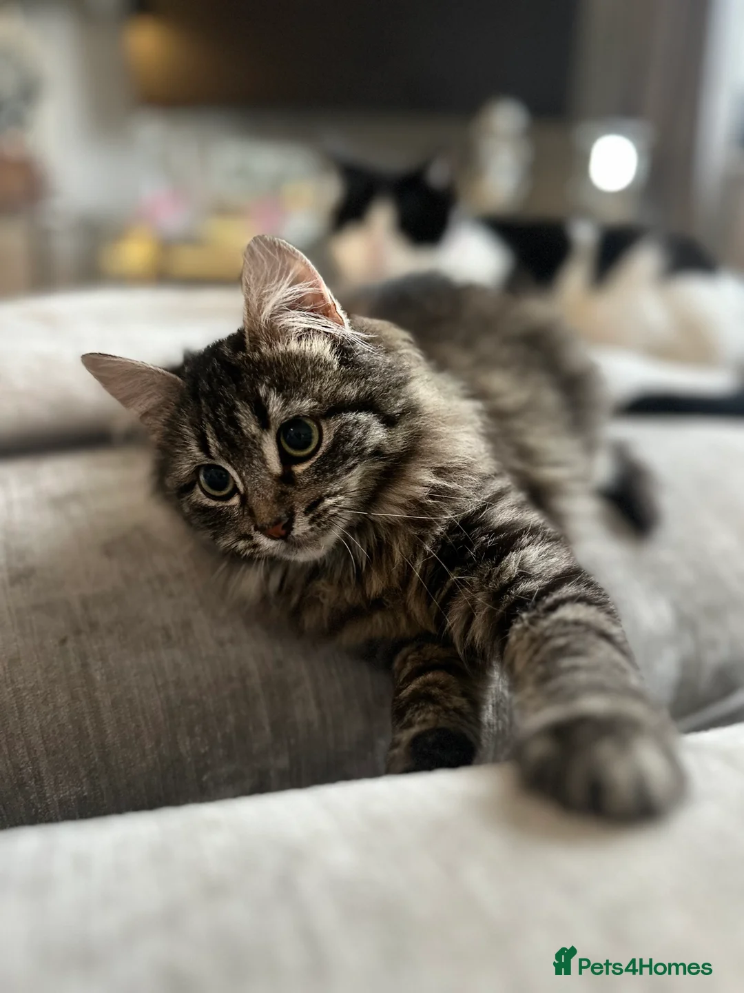 Mixed Breed cats for sale: 2 cats  - Advert 12