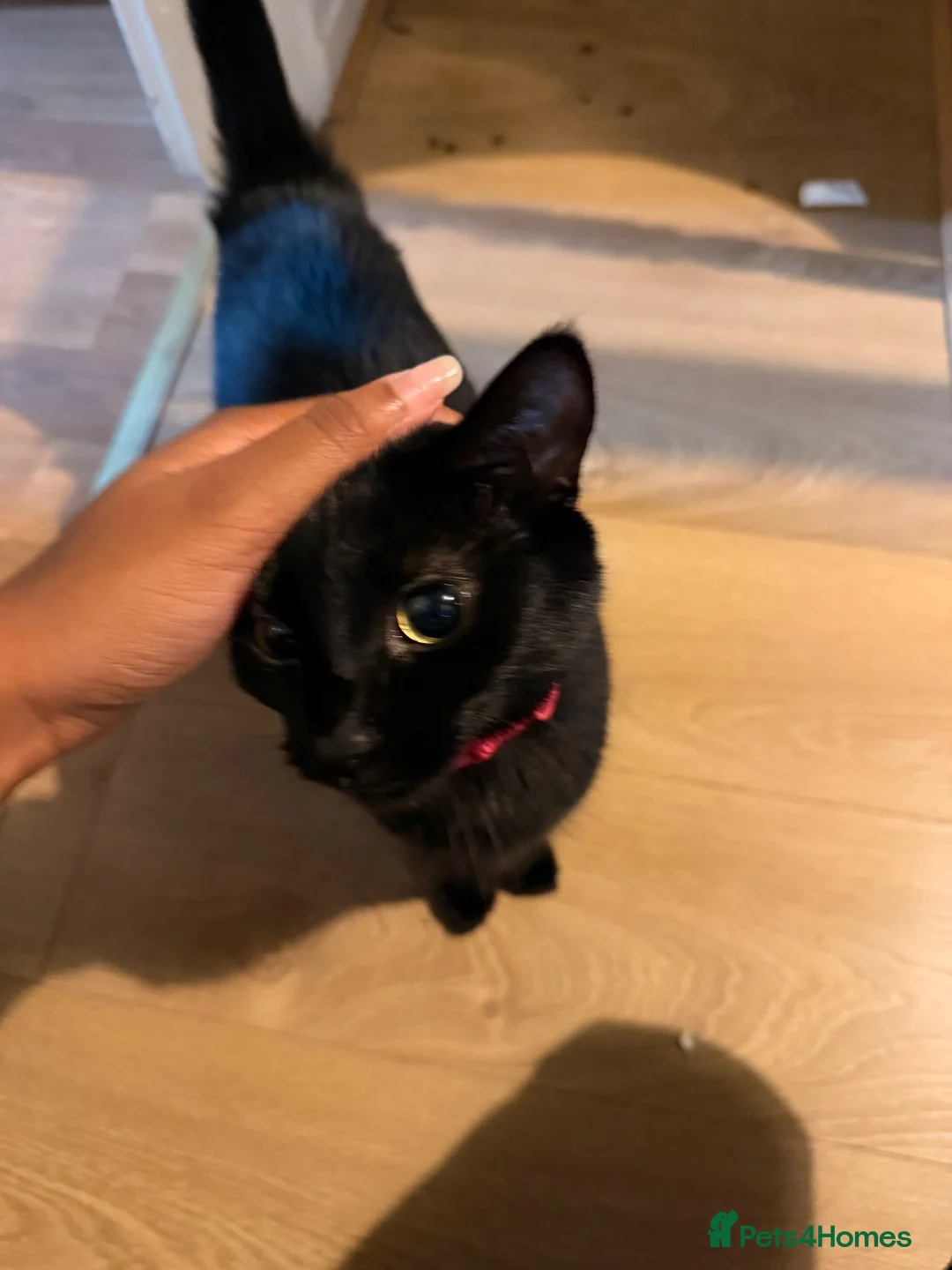 British Shorthair cats for sale: Sweet black domestic shorthair (3 Years) in London - Advert 3