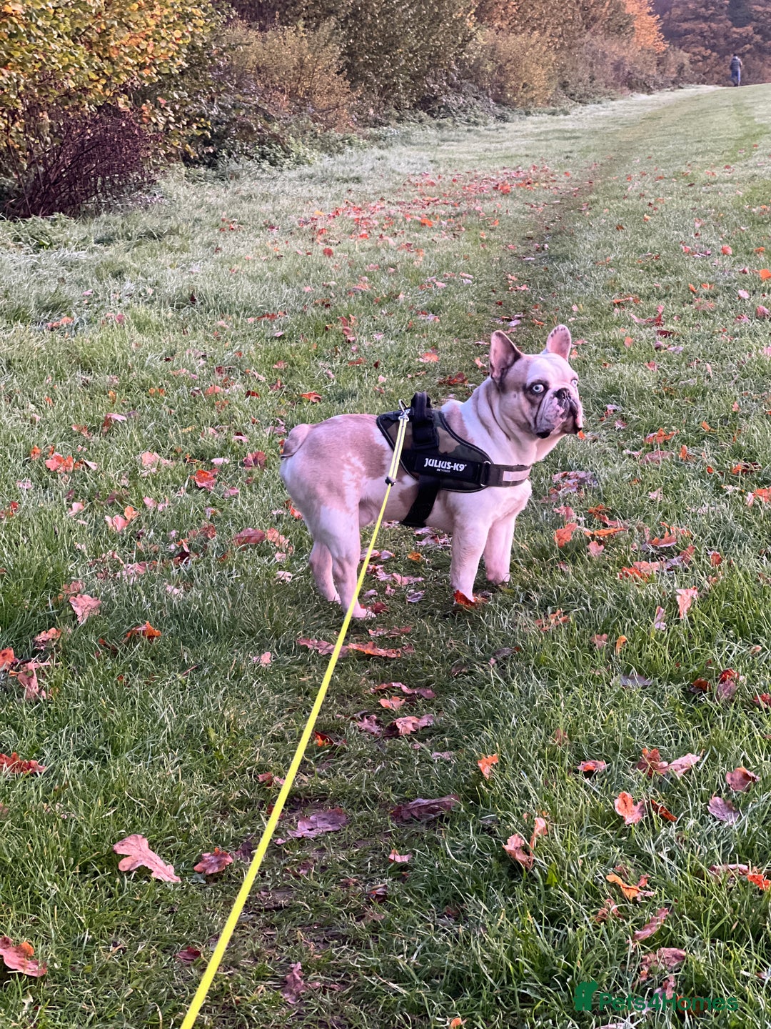 French Bulldog dogs for sale: Chunkz is looking for a new home  - Advert 4