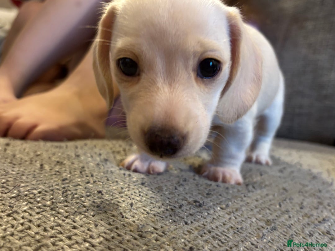 Miniature Dachshund dogs for sale: Cream miniature dachshunds  - Advert 11