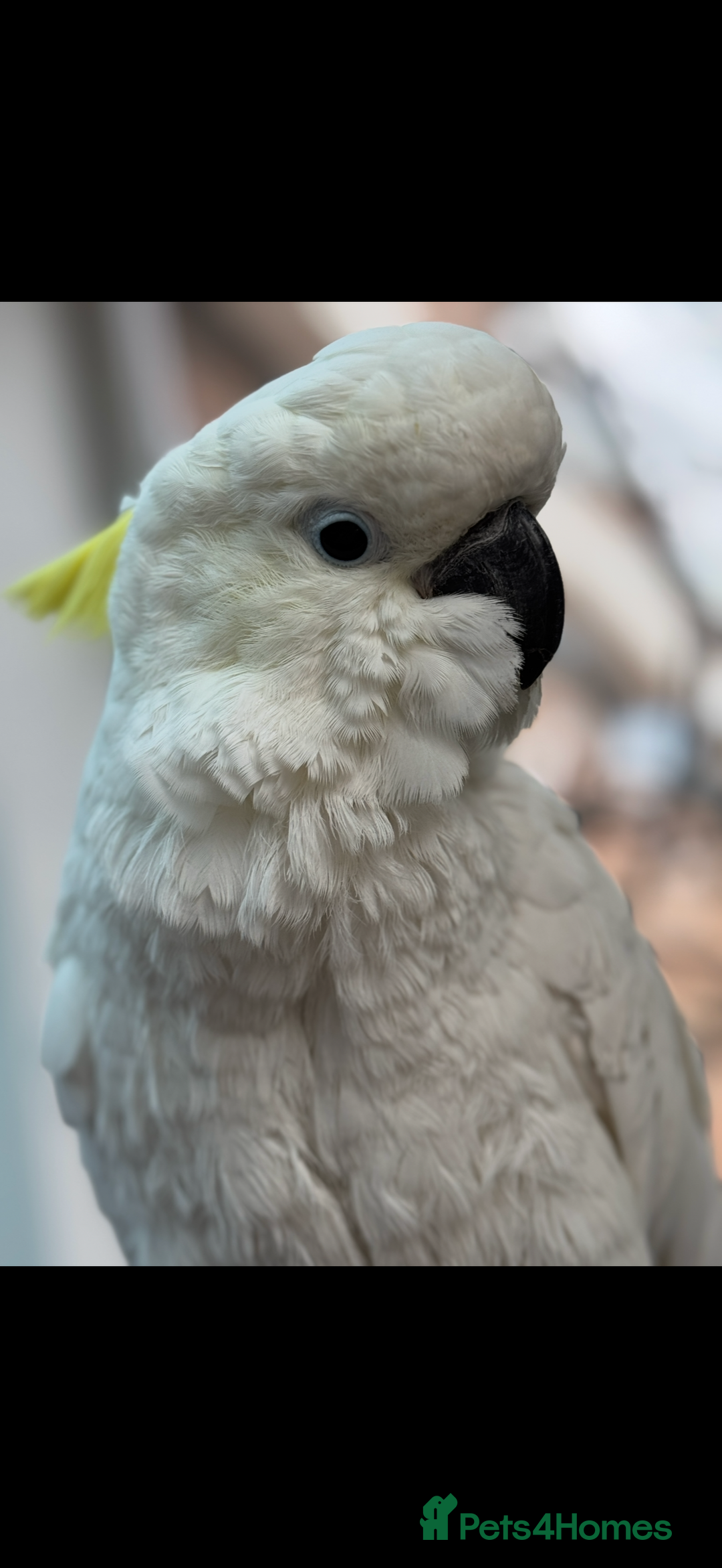 Cockatoo birds for sale: Sulphur Crested Cockatoo - Advert 1