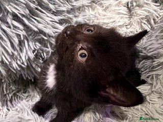 Persian cats Chinchilla persian cross kittens - Advert 18