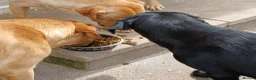 Labrador Retriever dogs for sale: Ikc pedigree Labrador Retriever  - Advert 1