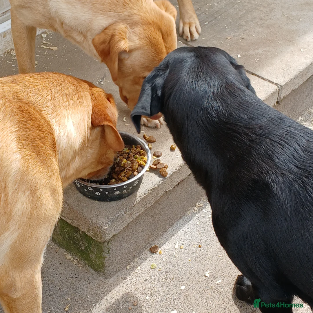 Labrador Retriever dogs for sale: Ikc pedigree Labrador Retriever  - Advert 1