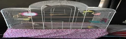 Budgerigars birds for sale: Two beautiful young budgies plus cage free  - Advert 9