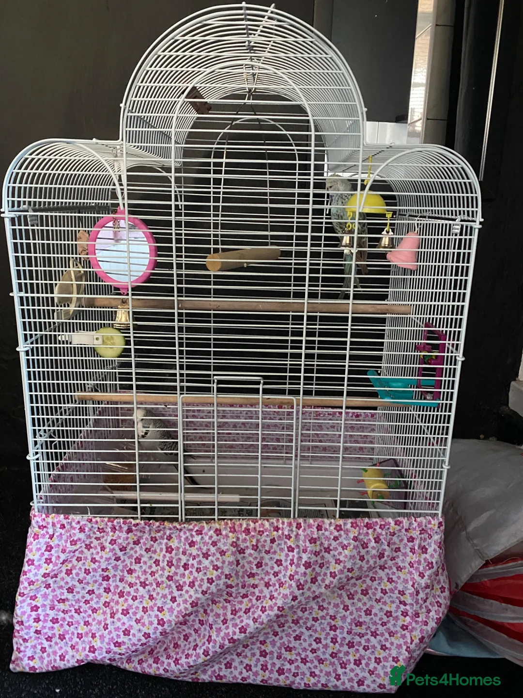 Budgerigars birds for sale: Two beautiful young budgies plus cage free  - Advert 9
