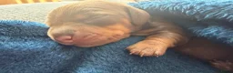 Miniature Dachshund dogs for sale: Beautiful miniature dachshund puppies  in Wednesbury - Advert 23