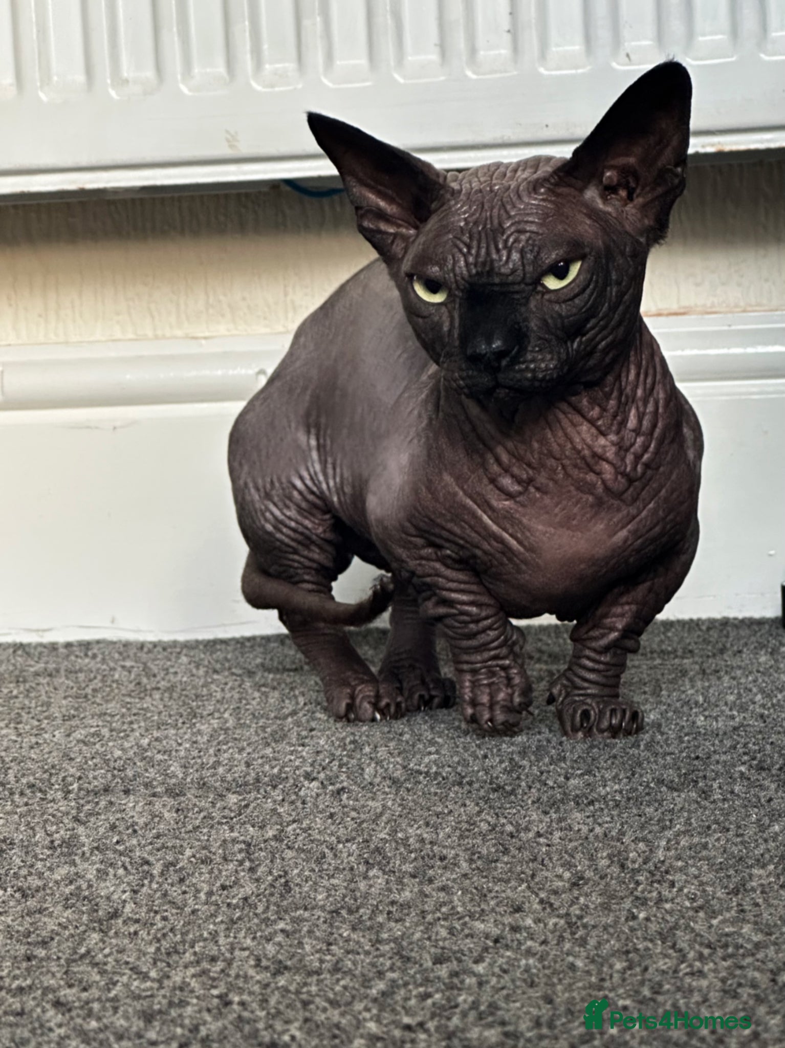 Sphynx cats Stunning TICA Registered Bambino Boy – Proven Stud - Advert 1