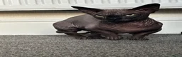 Sphynx cats for sale: Stunning TICA Registered Bambino Boy – Proven Stud - Advert 4