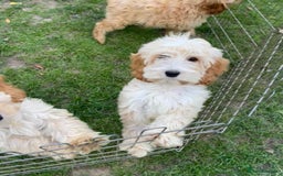 Cockapoo dogs for sale: Quality cockapoo pups  - Image 18