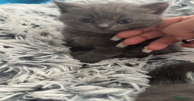 British Shorthair cats - Advert 15