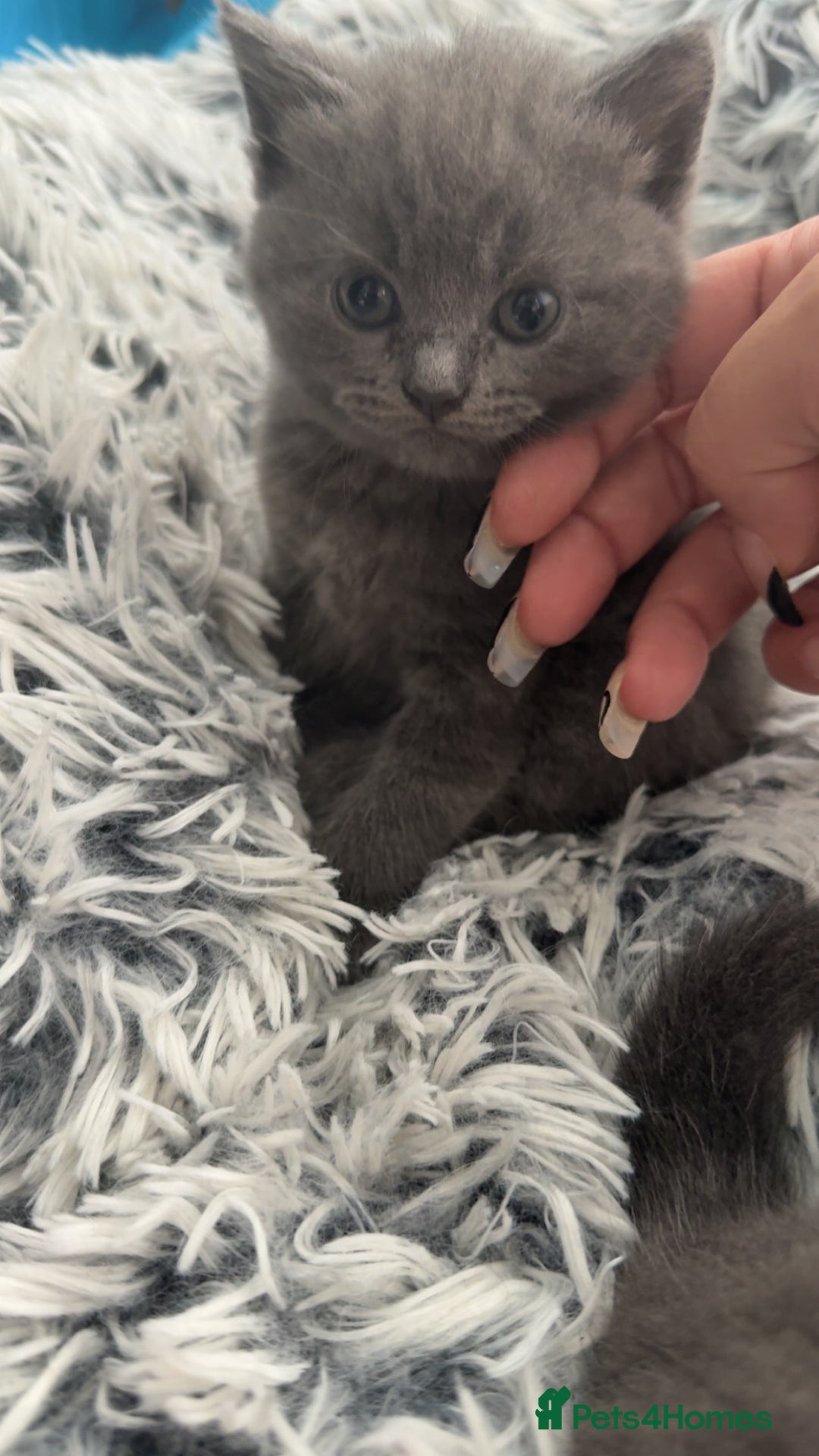 British Shorthair cats for sale: 4 beautiful British short hair kittens  - Image 2