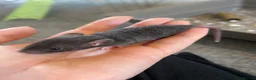 Rat rodents for sale: Baby dumbo rats for sale  - Advert 5