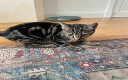 Domestic Shorthair cats for sale: Sweet tabby cat looking for a loving home - Image 3