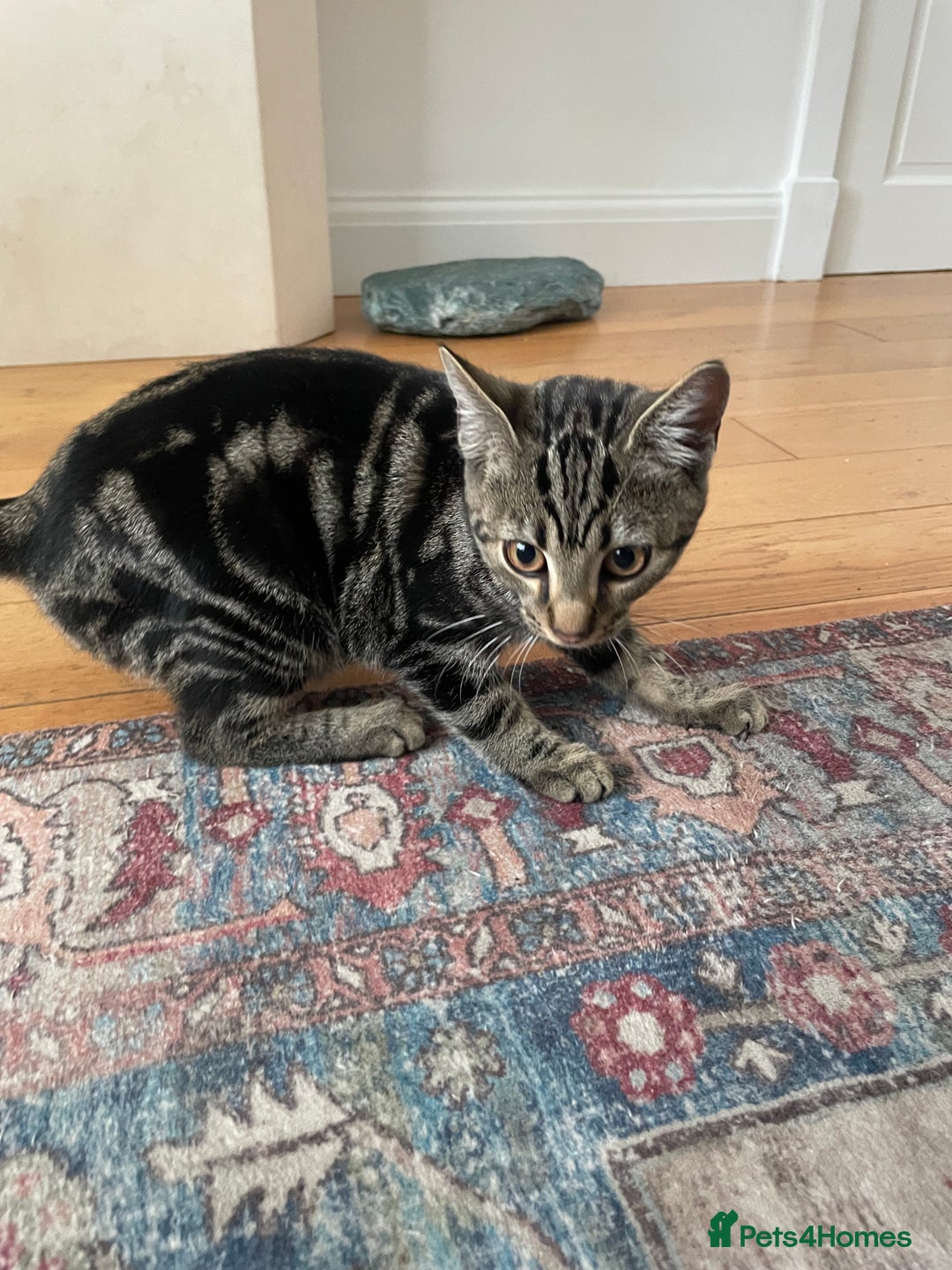 Domestic Shorthair cats for sale: Sweet tabby cat looking for a loving home - Image 3