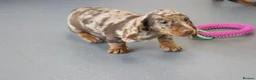 Miniature Dachshund dogs for sale: Beautiful Miniature Dachshund puppies for sale - Advert 5