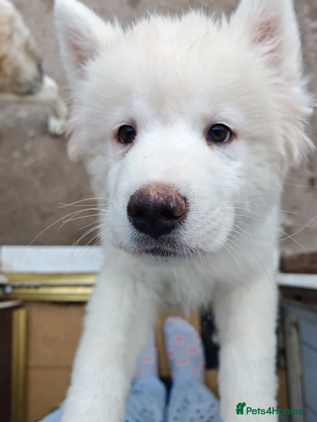 Akita dogs for sale: 2 Akita puppys ready to leave now  - Advert 2