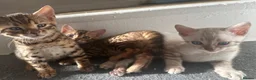 Bengal cats for sale: 3 pure bengals boys available  - Advert 4