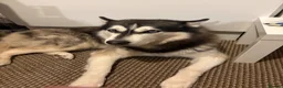 Siberian Husky dogs for stud: Siberian husky for stud in Edinburgh - Advert 6