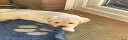 Golden Retriever dogs for sale: 🐾 Beautiful Golden Retriever Puppies - Advert 8