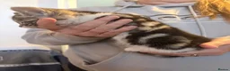 Mixed Breed cats for sale: Cute fluffy kittens  - Advert 10