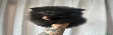 Pomeranian Puppy 3