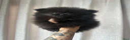 Pomeranian dogs for sale: READY TO GO🩵🐻2 stunning KC Pomeranian puppies🐻 - Advert 26