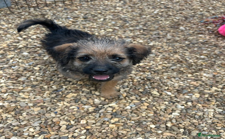 Mixed Breed dogs - Advert 15