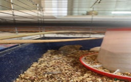 Mixed Breed birds for sale: Painted quails  young chick's  - Advert 5