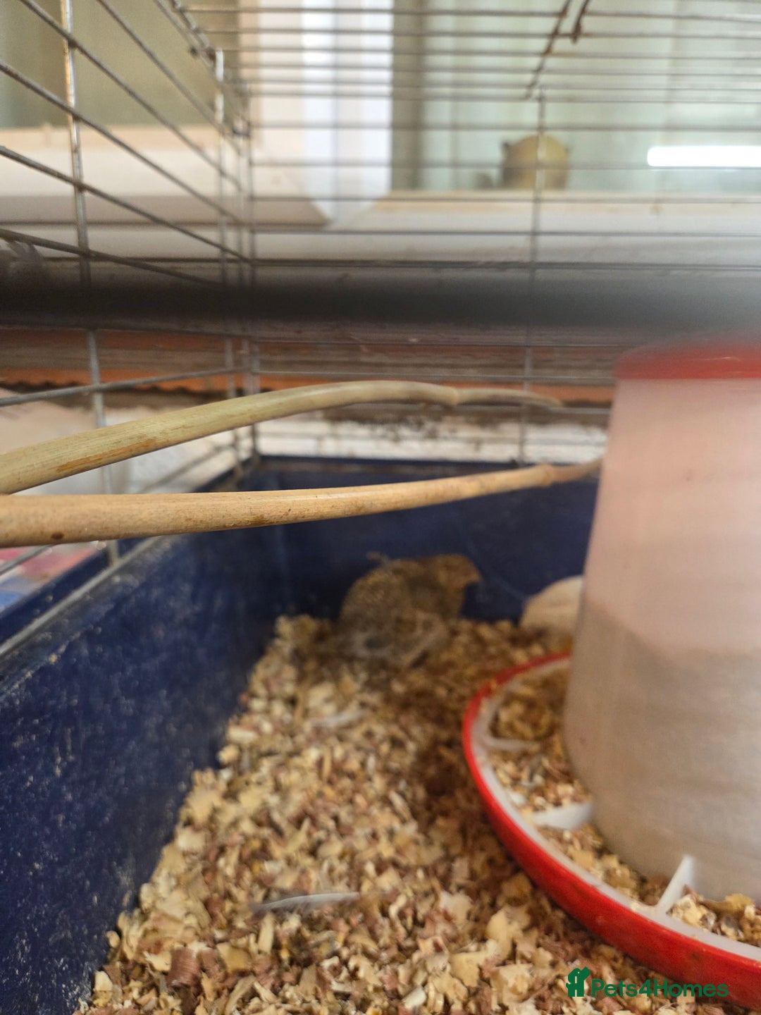 Mixed Breed birds for sale: Painted quails  young chick's  - Advert 5