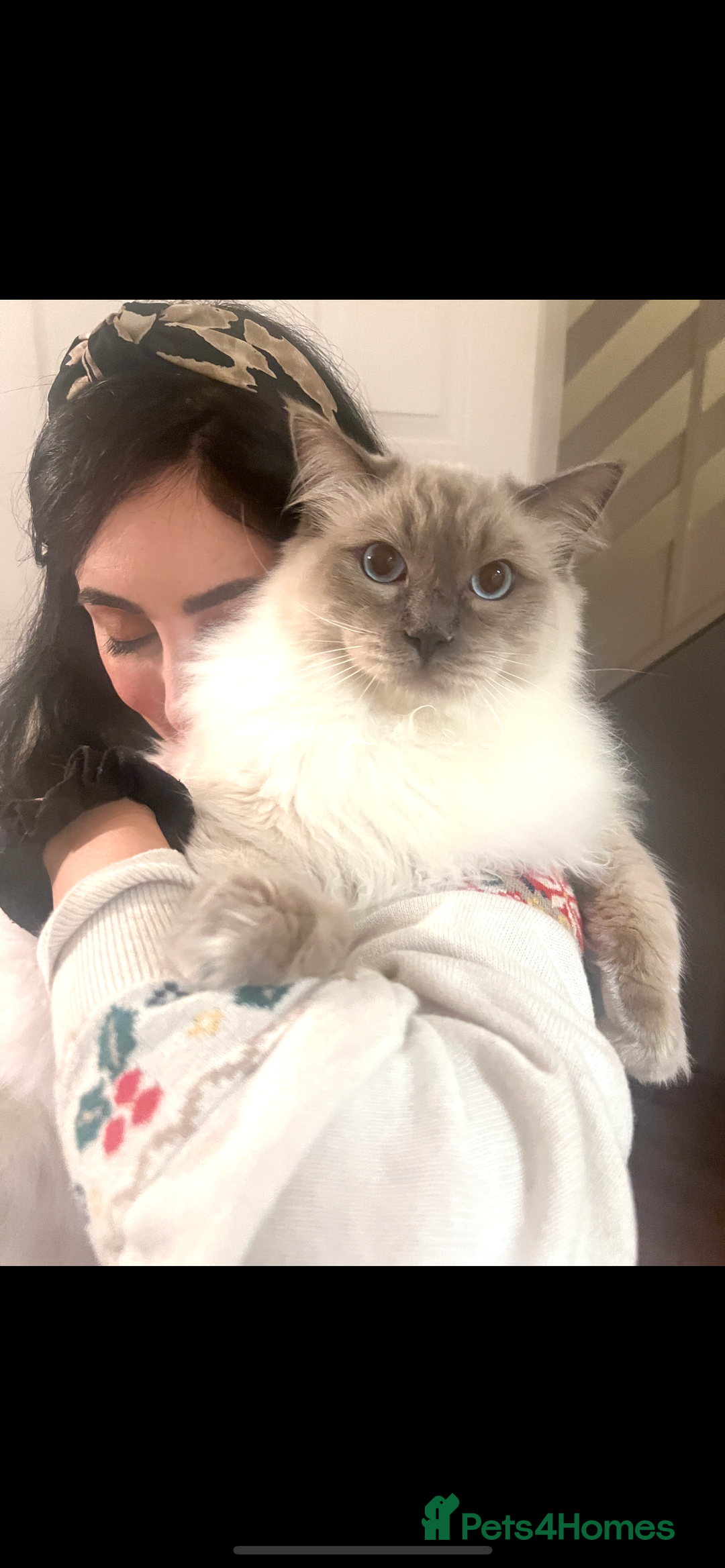Ragdoll cats for sale: Ragdoll for rehome  - Advert 3