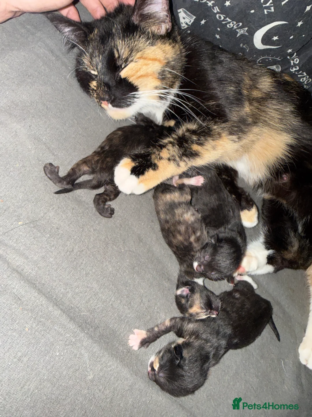 Mixed Breed cats for sale: 4 kittens  in Bristol - Advert 2