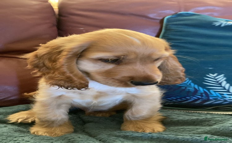 Cocker Spaniel dogs - Advert 7